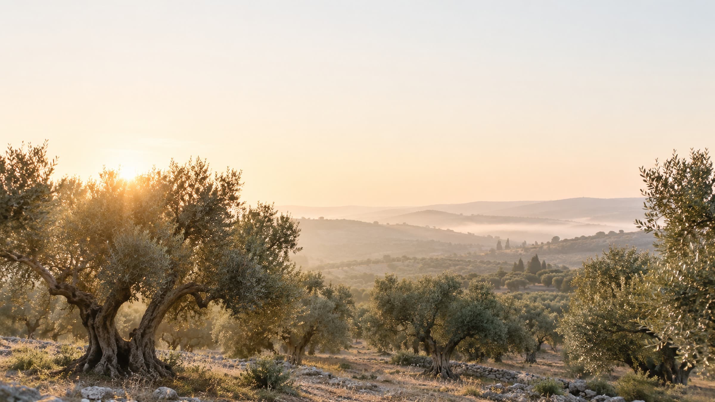 Olive grove in Puglia at sunrise with soft mist and long shadows
